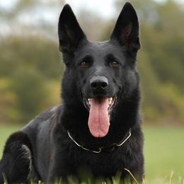 Loca - German Shepherd