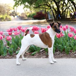Summer - Smooth Fox Terrier