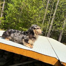 Lux - Dachshund