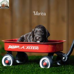 'Merica - Chocolate male Australian Labradoodle puppy in Cashmere, Washington from Mountain Home Doodles