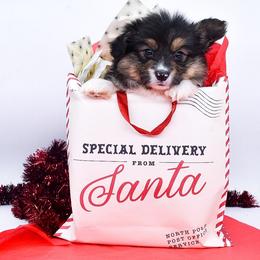 Relic - Black and tan male Pembroke Welsh Corgi puppy in San Antonio, Texas from Moxxi's Legacy Corgis