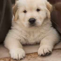 Golden Retriever Puppies from Honeysweet Goldens