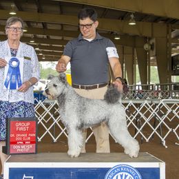 Pumi All Grown Up from Pimasz Kutya Kennel