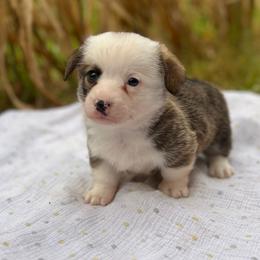 Valor - Sable male Pembroke Welsh Corgi puppy in Hope, Arkansas from Foxy Knoll Farm