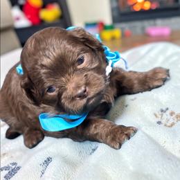 Annie, Aqua - Brown female Shihpoo puppy in Delphos, Ohio from Route 66 Poodles & Doodles, Sapphire Shih-tzu's of Ohio