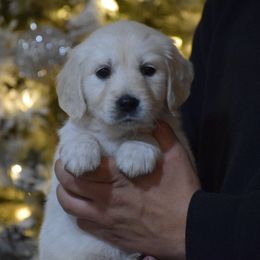 Pink Collar - Light golden female Golden Retriever puppy in Stedman, North Carolina from Wise-Taylor Goldens