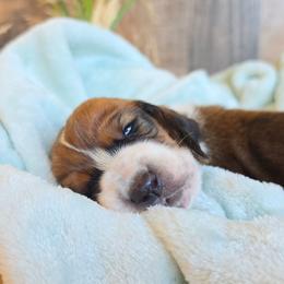 Bob - Mahogany and white male Basset Hound puppy in Valley, Washington from Peaceful Valley Paws