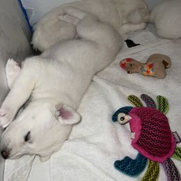 Siberian Husky Puppies from Loveland Siberian Huskies