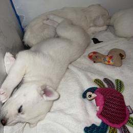 Siberian Husky Puppies from Loveland Siberian Huskies