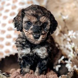 Brady - Black male Australian Labradoodle puppy in Decatur, Alabama from Southern Meadows Doodles