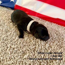 Labrador Retriever Puppies from OzLand Labrador Retrievers