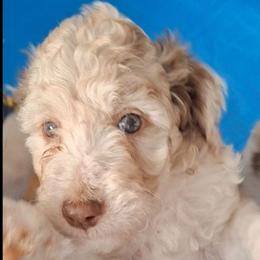 Eloise - Brown merle female Aussiedoodle puppy in Grand Saline, Texas from Aussies Acre