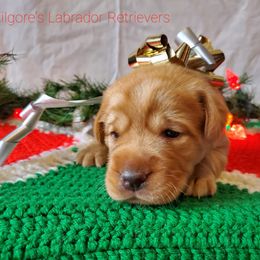 Labrador Retriever Puppies from Kilgore’s Labrador Retrievers