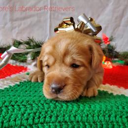 Labrador Retriever Puppies from Kilgore’s Labrador Retrievers