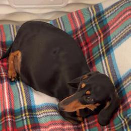 Chicken - Dachshund
