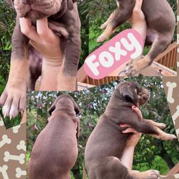 FOXY - Chocolate female Great Dane puppy in Wellsville, New York from Prophecy Danes