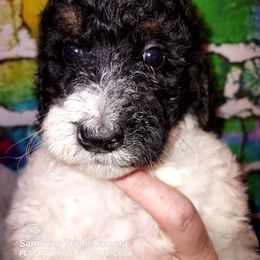 Girl 3 - Parti Poodle puppy in Kentucky from Penny's Puppy Palace