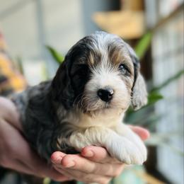 Sammy - Merle male Cavapoo puppy in Natural Bridge, Virginia from Rockbridge Puppies