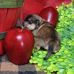 Hermie - Red sable male Havanese puppy in Salt Lake City, Utah from Steal Your Heart Havanese