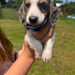 Jack (Akc) - Dapple male Dachshund puppy in Mansfield, Missouri from Owens Farm