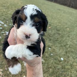 Rex - Tri-color male Bernedoodle puppy in Holtwood, Pennsylvania from Country Ridge Puppies