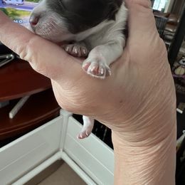 Boy 1 - Miniature Schnauzer puppy in Contra Costa County, California from Shawn’s Toy Schnauzers’s