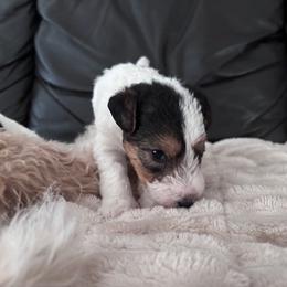 Wire Fox Terrier Puppies from Adrianna Shramenko