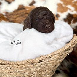 Muffin - Chocolate female Goldendoodle puppy in Taylorsville, Georgia from Sweet Southern Doodles