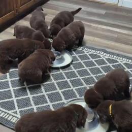 Female 3 - Brown female Newfoundland puppy in Burfordville, Missouri from Umfleet Farms