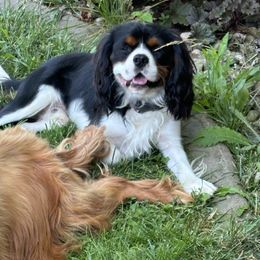 Clark - Cavalier King Charles Spaniel
