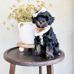 Tinkerbell - Black tri-color female Assorted Doodle Crosses puppy in Springville, Utah from JW Doodles