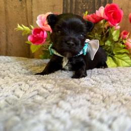 Kingston - Black and gold male Yorkshire Terrier puppy in Howe, Oklahoma from Ray Holder
