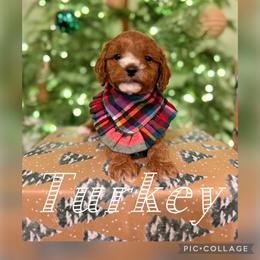 Turkey - Red male Cavapoo puppy in Chattanooga, Tennessee from Scenic City Doodles