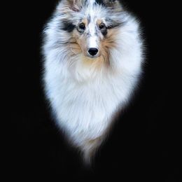 Shetland Sheepdog All Grown Up from Acclaim Shelties
