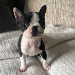 Roxy - Black and white female Boston Terrier puppy in Charlotte, Michigan from Witselle Bostons