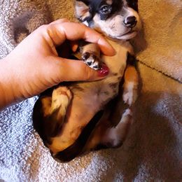 Dachshund Puppies from Michigan Rockin' Dachshunds