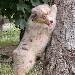French Bulldog, Miniature American Shepherd, and Shih Tzu Puppies from Serene Prairie K9