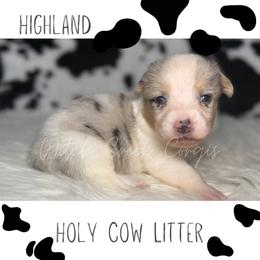 Hyland - Blue merle and white male American Corgi puppy in Greenwood, Indiana from Witch Creek Corgis