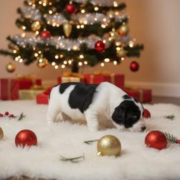 English Springer Spaniel Puppies from Fur & Feathers Kennel