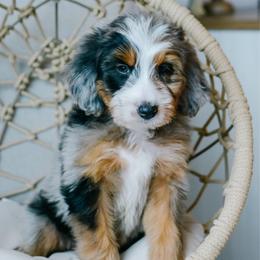 Briar - male Australian Mountain Doodle puppy in Spanish Fork, Utah from K Brand Doodles
