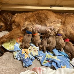 Golden Retriever puppies from Hunt 'Em Up Goldens