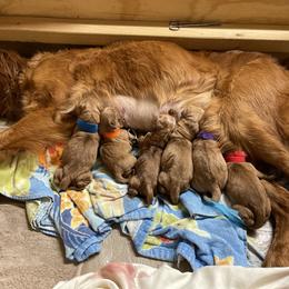 Golden Retriever puppies from Hunt 'Em Up Goldens