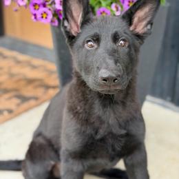 Fission - Black female German Shepherd puppy in Medical Lake, Washington from Nine Realms German Shepherds
