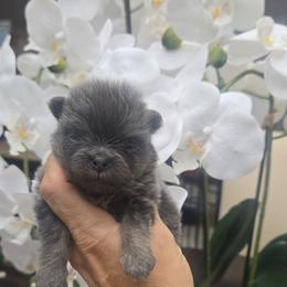 Pomeranian 2 - Blue and tan female Pomeranian puppy in Fort Lauderdale, Florida from El'Cienna Poms