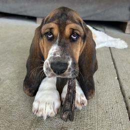Basset Hound Puppies from TopCrop Bassets