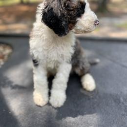 Bernedoodle Puppies from Bernedoodles of Florida