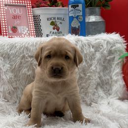 Pink - Yellow female Labrador Retriever puppy in Heath Springs, South Carolina from Rich Hill Retrievers