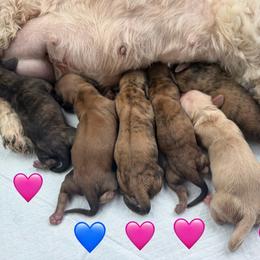 Cream Brindle Girl 4 - Cream female Dachshund puppy in Pauls Valley, Oklahoma from Simply Happy Dachshunds