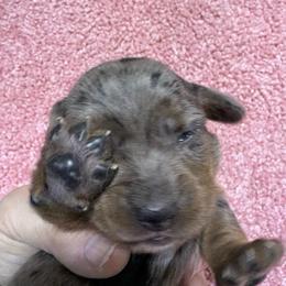 Dapple girl AKC - Dapple female Dachshund puppy in Fayetteville, Pennsylvania from PA's Darling Doxies