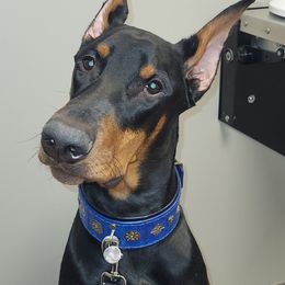 Doberman Pinscher Puppies from Devoted Doberman